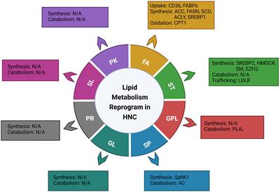 Lipid metabolism reprogramming in head and neck cancer